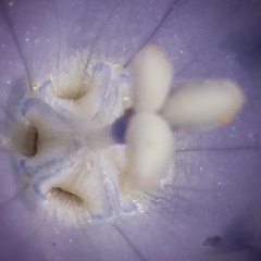 Wahlenbergia krebsii