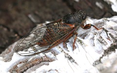 Cicadetta montana