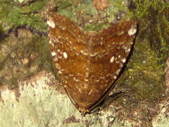 Amyna stellata