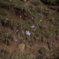 Wahlenbergia krebsii