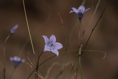 Wahlenbergia krebsii