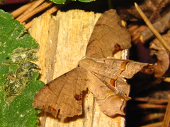 Dysaethria moza
