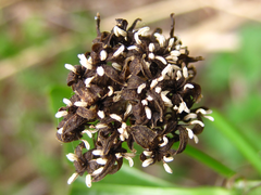 Smilax sieboldii