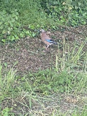 Garrulus glandarius