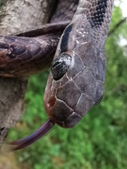 Boiga siamensis