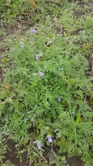 Erodium stephanianum