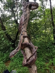 Boiga siamensis