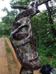 Boiga siamensis