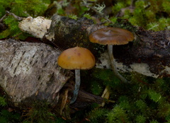 Psilocybe makarorae