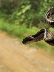 Boiga siamensis