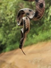 Boiga siamensis