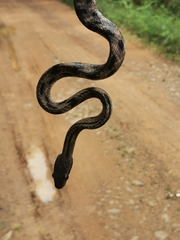 Boiga siamensis