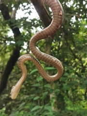 Boiga siamensis