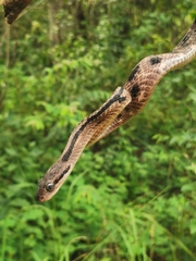 Boiga siamensis