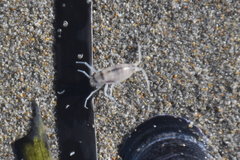 Talitrus platycheles