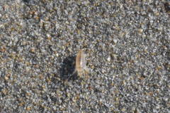 Talitrus platycheles