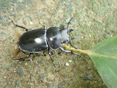 Neolucanus sinicus championi