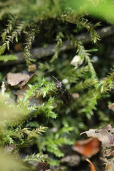 Notiophilus biguttatus