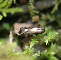 Notiophilus biguttatus
