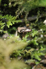 Notiophilus biguttatus