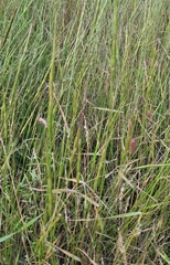 Aegilops cylindrica