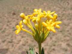 Lasiosiphon capitatus