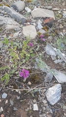 Astragalus versicolor