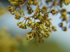 Reissantia grahamii