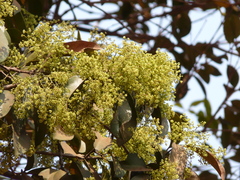 Reissantia grahamii