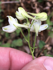 Delphinium leucophaeum