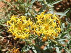 Lasiosiphon capitatus