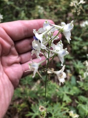 Delphinium leucophaeum