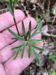 Delphinium leucophaeum