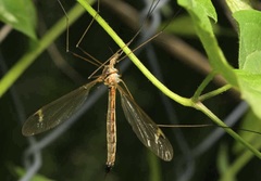 Tipula selene