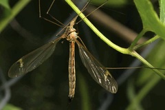 Tipula selene