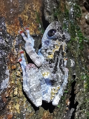 Theloderma vietnamense