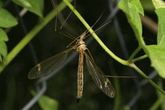 Tipula selene
