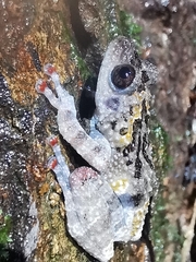 Theloderma vietnamense
