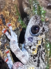 Theloderma vietnamense