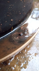 Uperodon taprobanicus