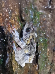 Theloderma vietnamense