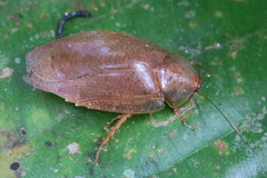 Pseudophoraspis nebulosa