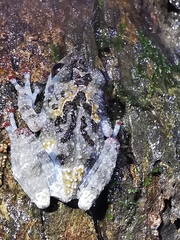 Theloderma vietnamense