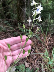 Delphinium leucophaeum