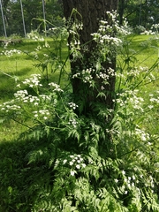 Anthriscus sylvestris