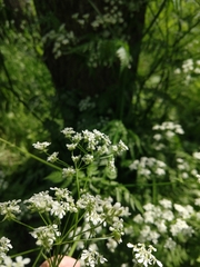 Anthriscus sylvestris