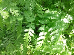 Anthriscus sylvestris