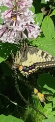Papilio machaon