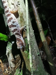 Cyrtodactylus cattienensis