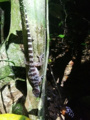 Cyrtodactylus cattienensis